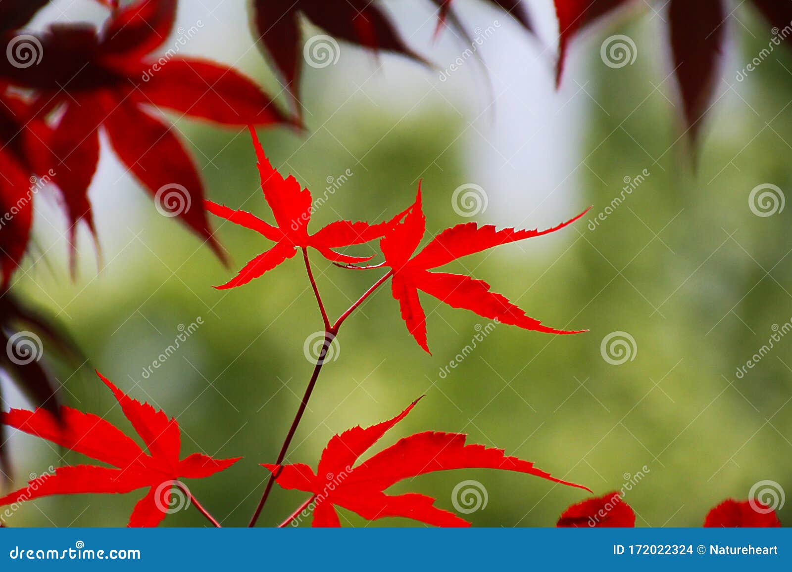 vibrant red japanese maple acer palmatum leaves